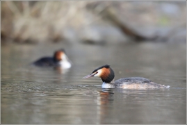 <p>POTÁPKA ROHÁČ (Podiceps cristatus) /Great grested grebe – Haubentaucher/</p>